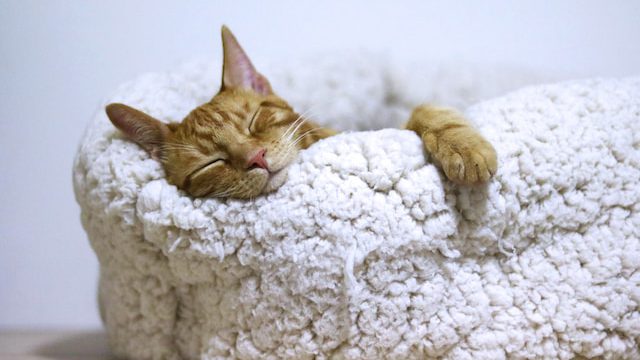 kucing mimpi