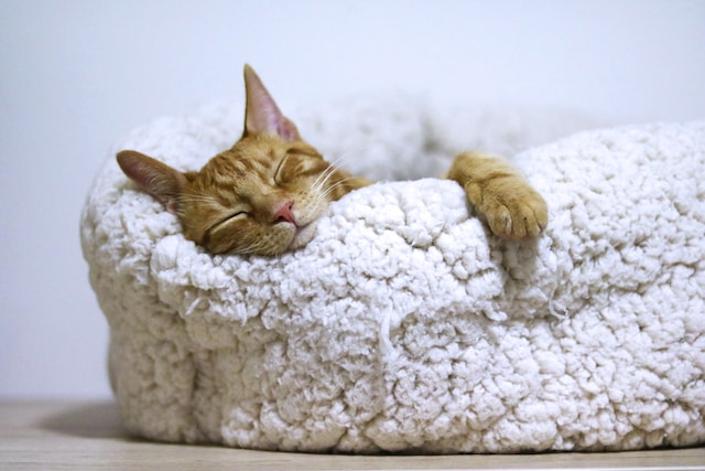 kucing mimpi
